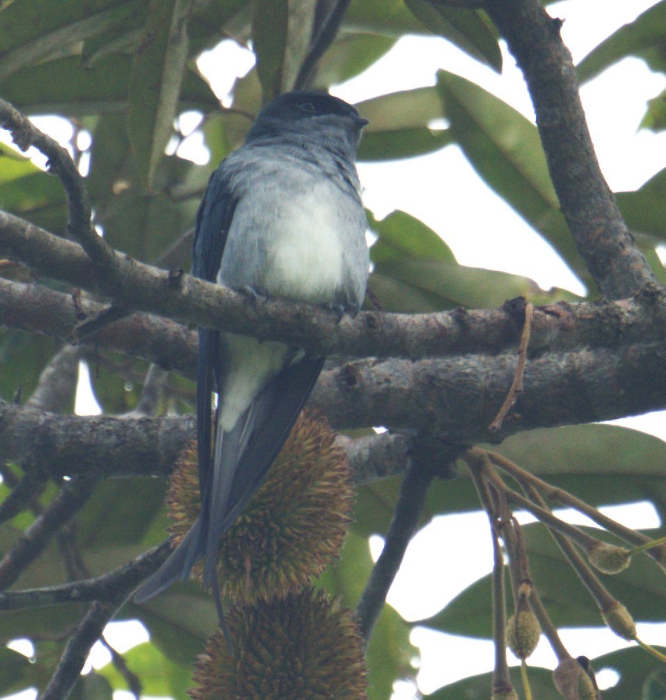 Gray-rumped Treeswift - ML642895773