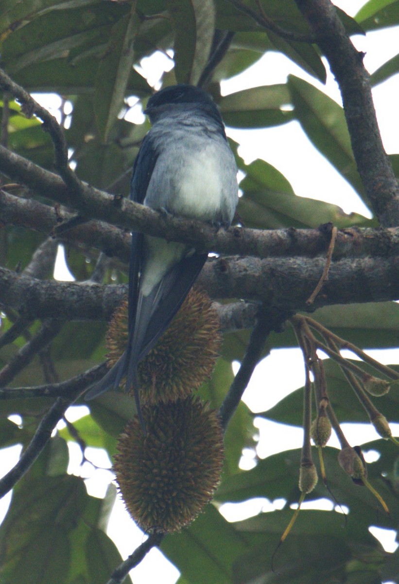 Gray-rumped Treeswift - ML642895774