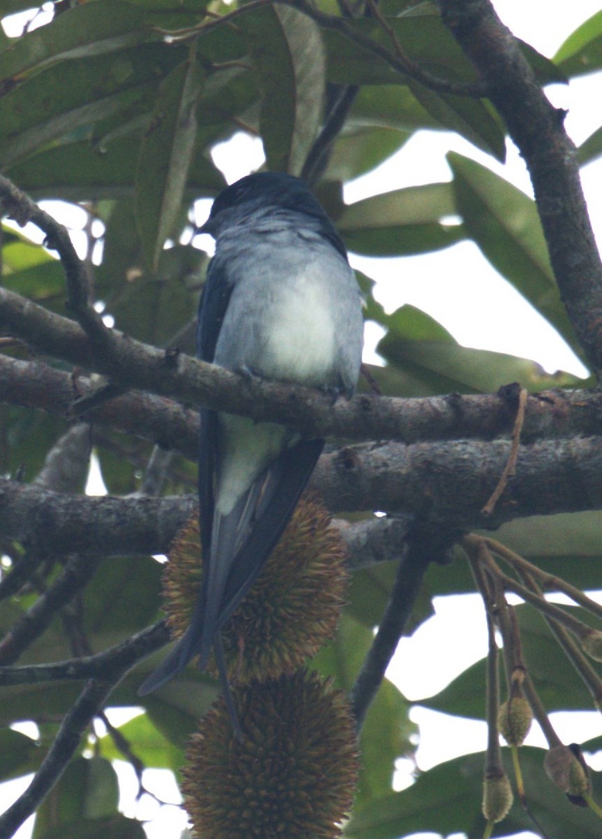 Gray-rumped Treeswift - ML642895775