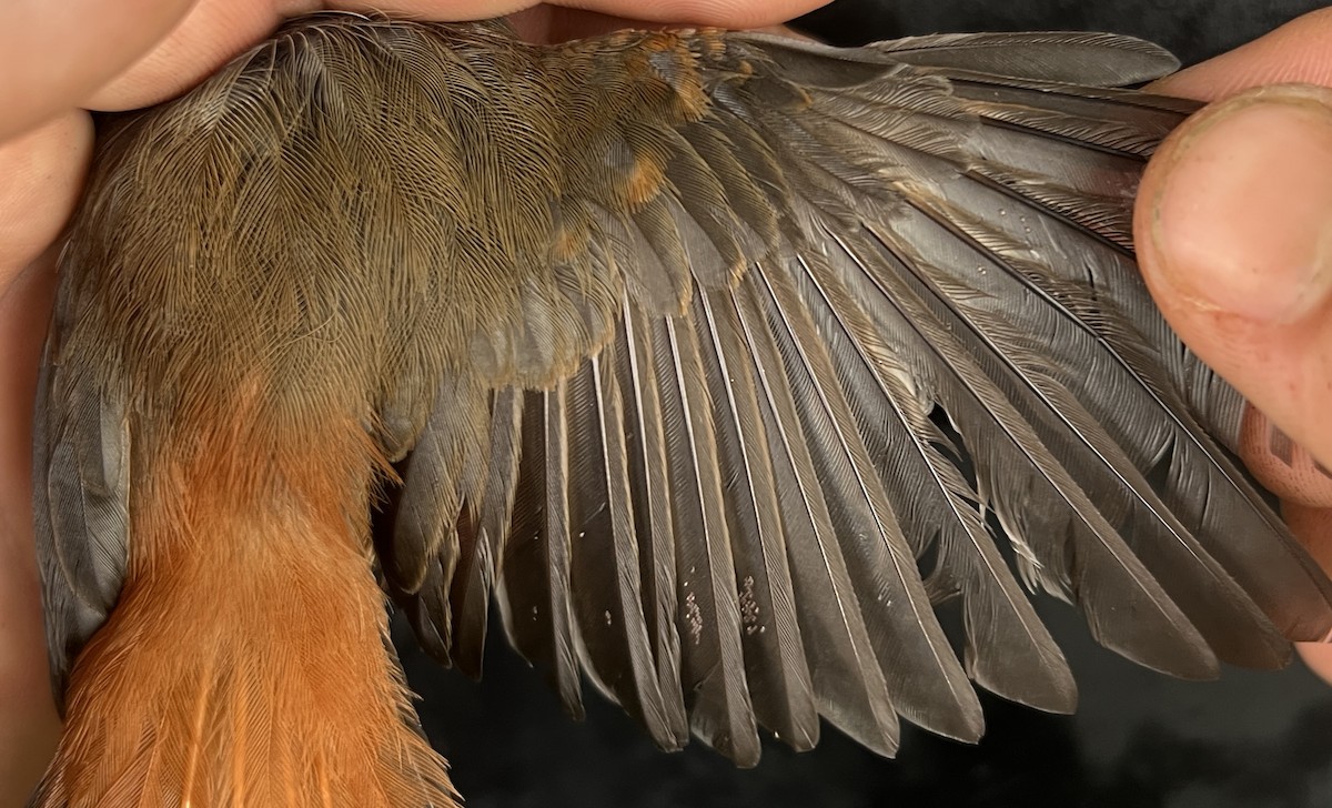 Micronesian Rufous Fantail (Marianas) - ML642895777