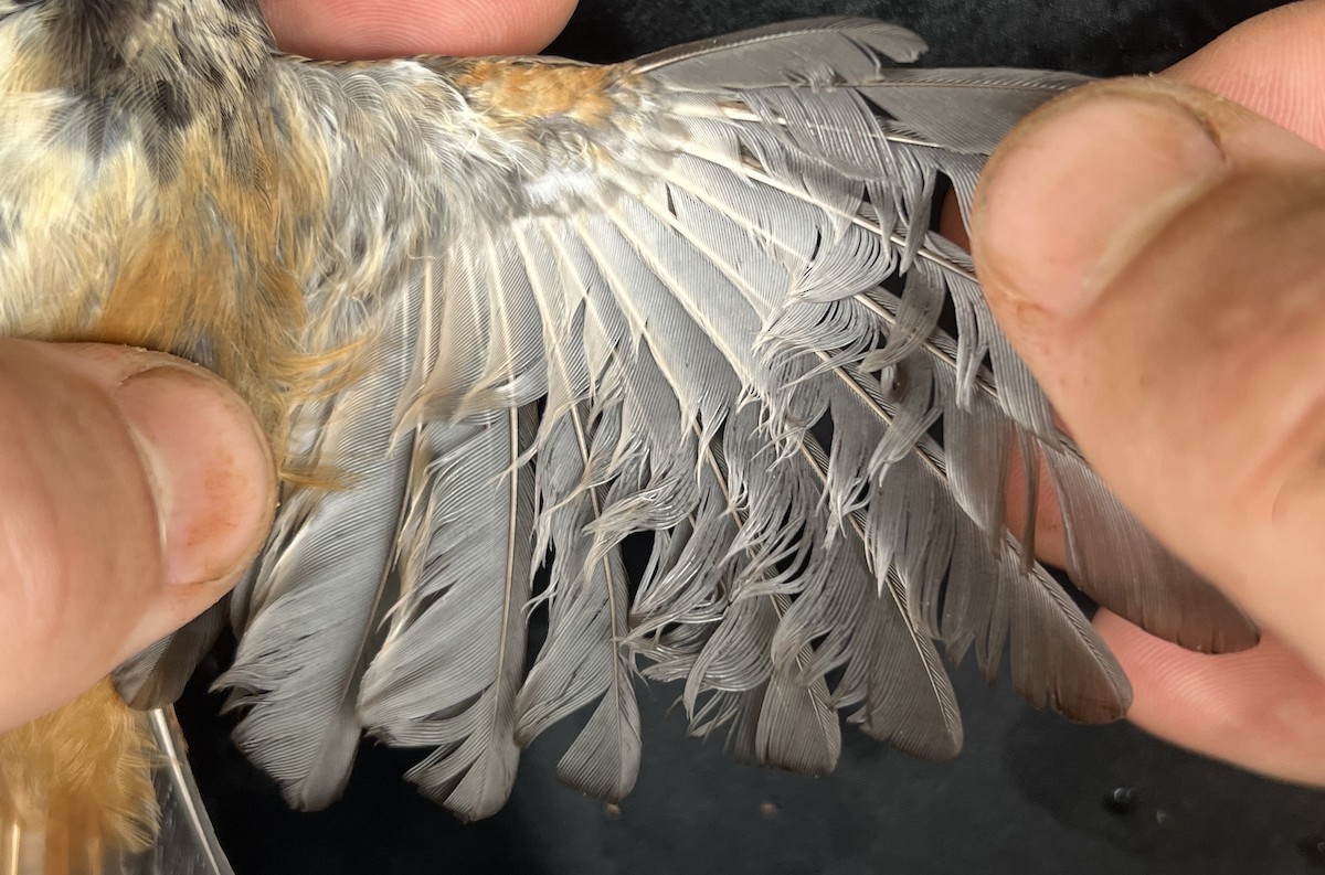 Micronesian Rufous Fantail (Marianas) - ML642895778