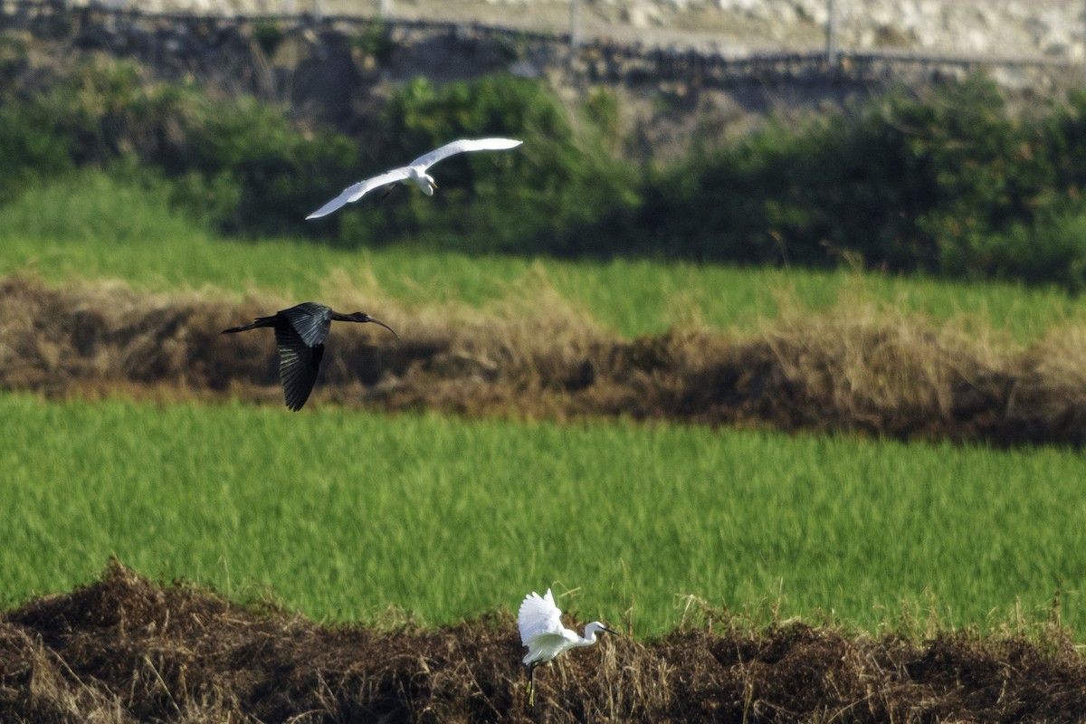 Glossy Ibis - ML642895782