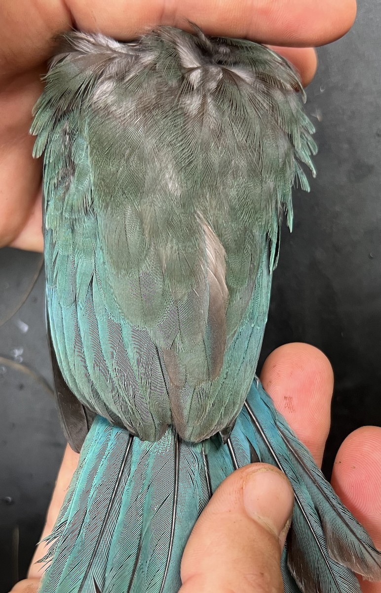 Mariana Kingfisher - ML642895793