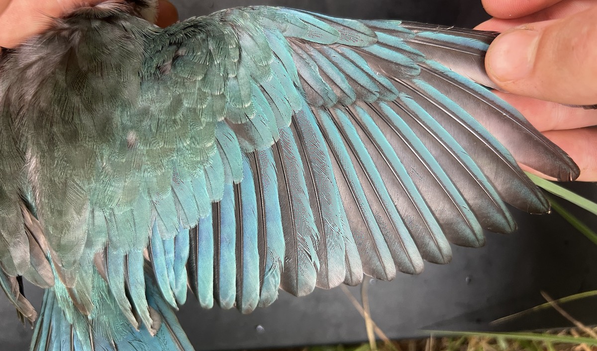 Mariana Kingfisher - ML642895795