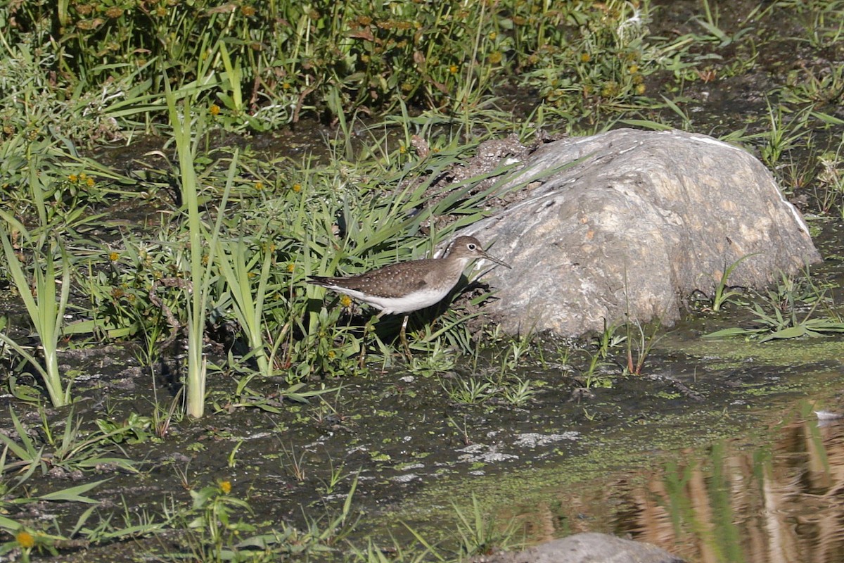 eremittsnipe - ML642895799