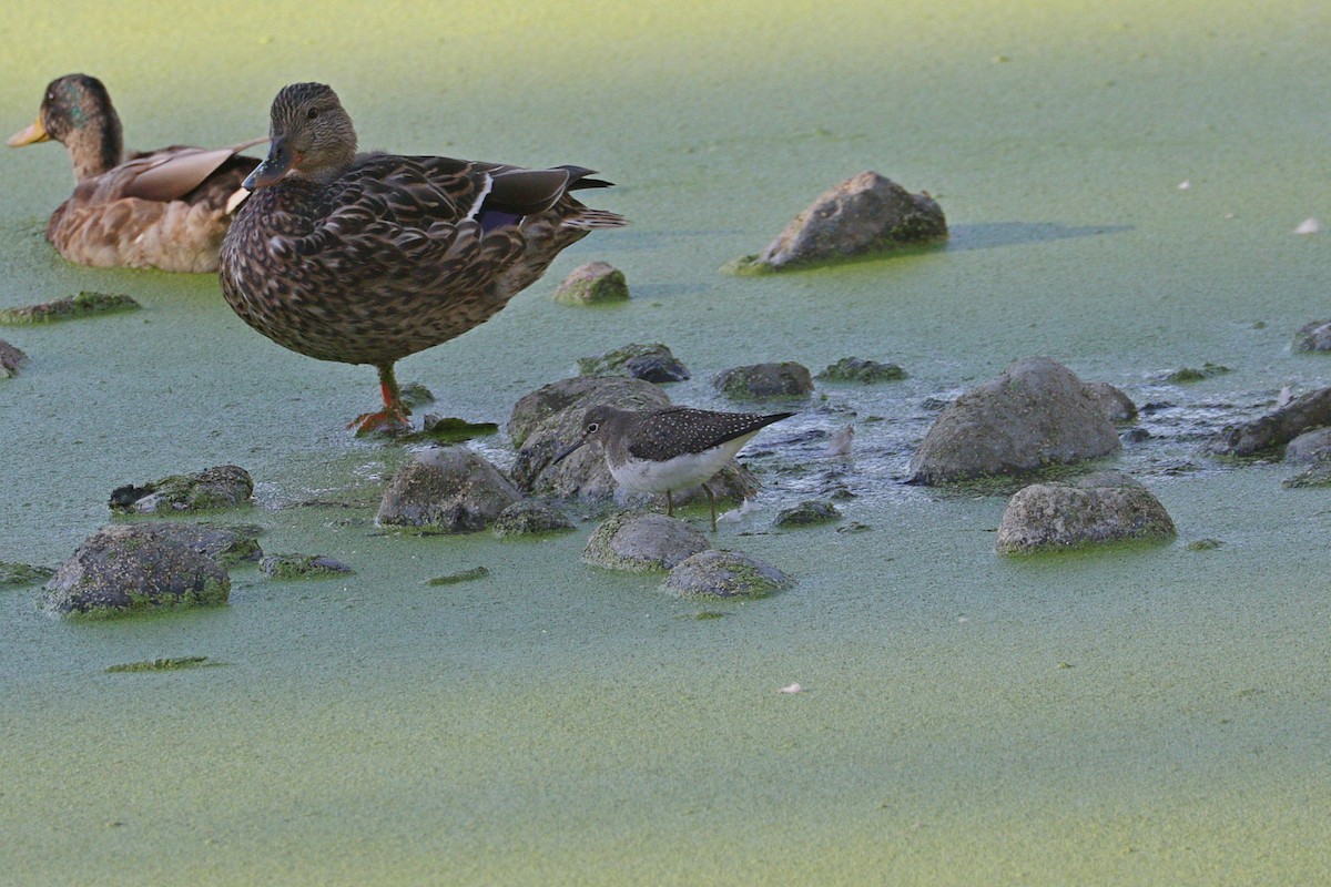 eremittsnipe - ML642895800