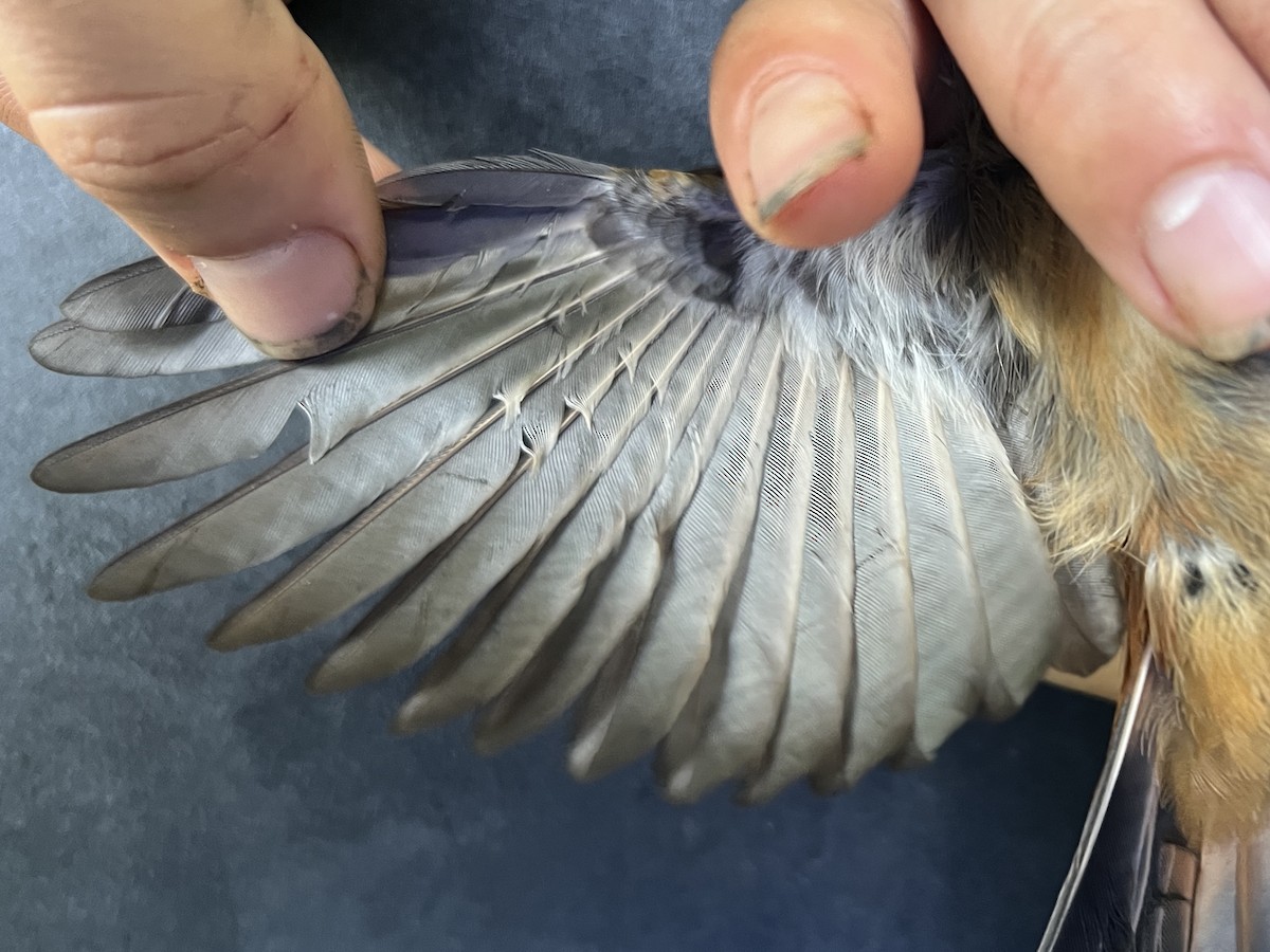 Micronesian Rufous Fantail (Marianas) - ML642895802