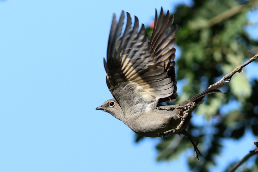 Townsend's Solitaire - ML642895803
