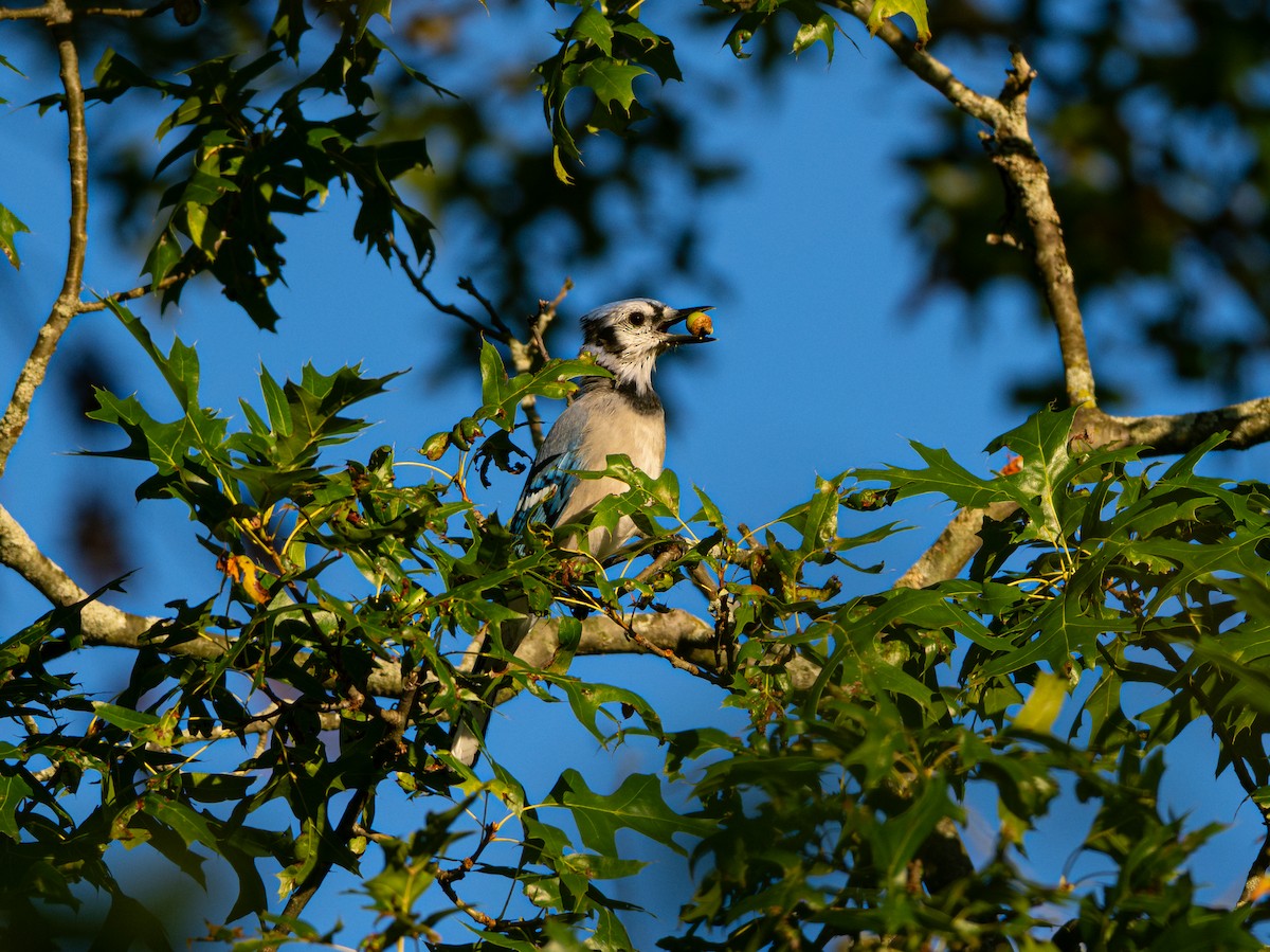 blåskrike - ML642895821