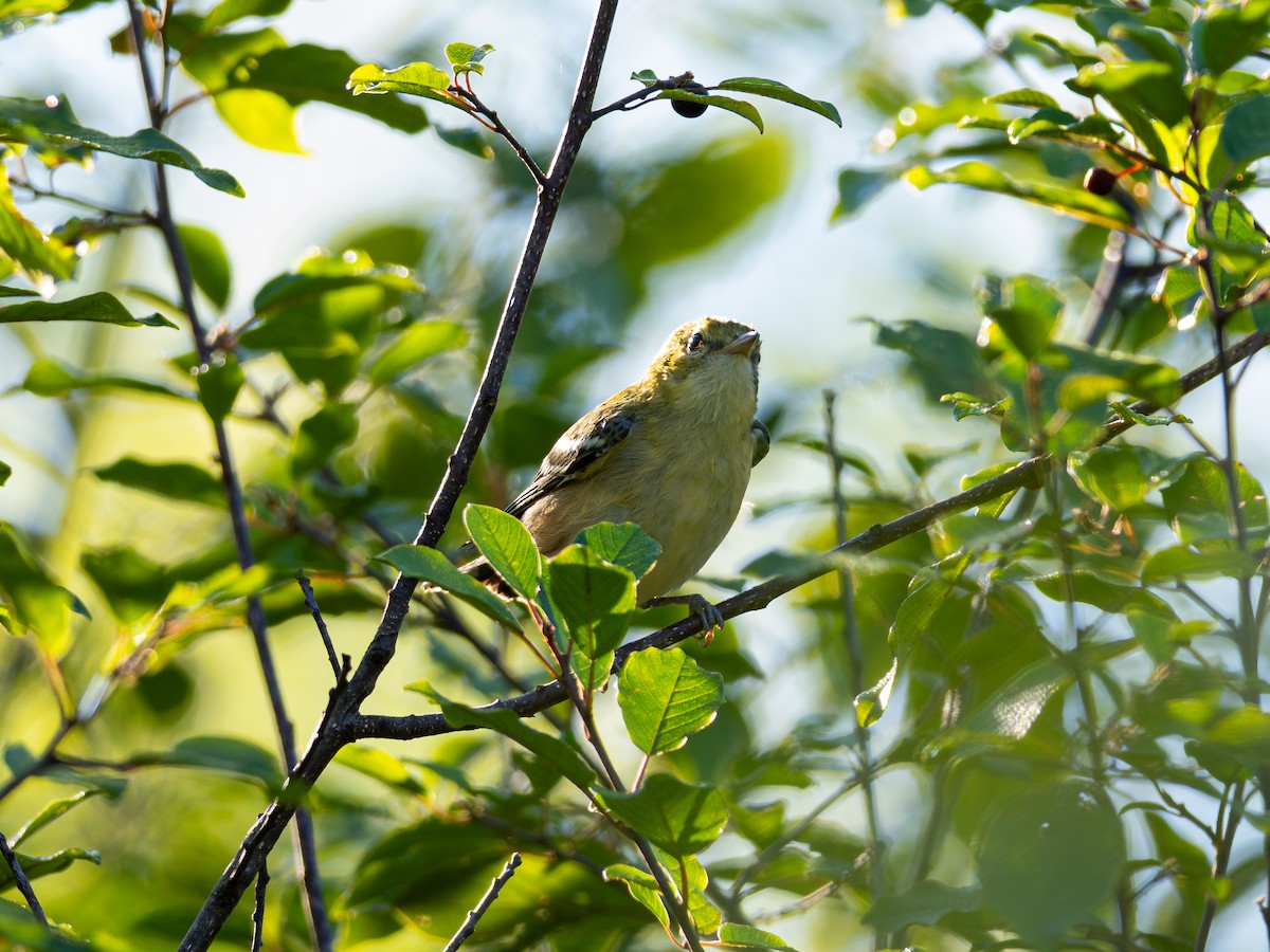 kastanjeparula - ML642895824