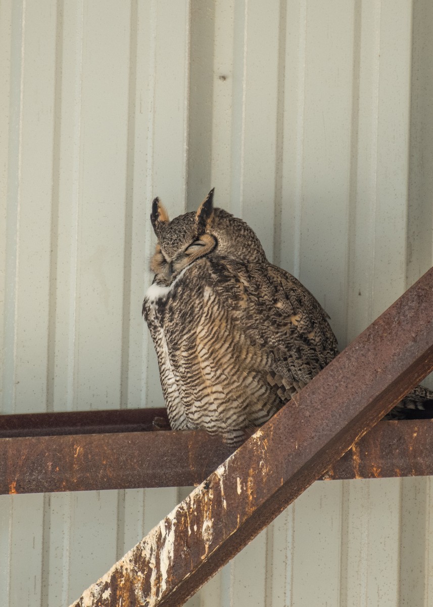 Great Horned Owl - ML642895842