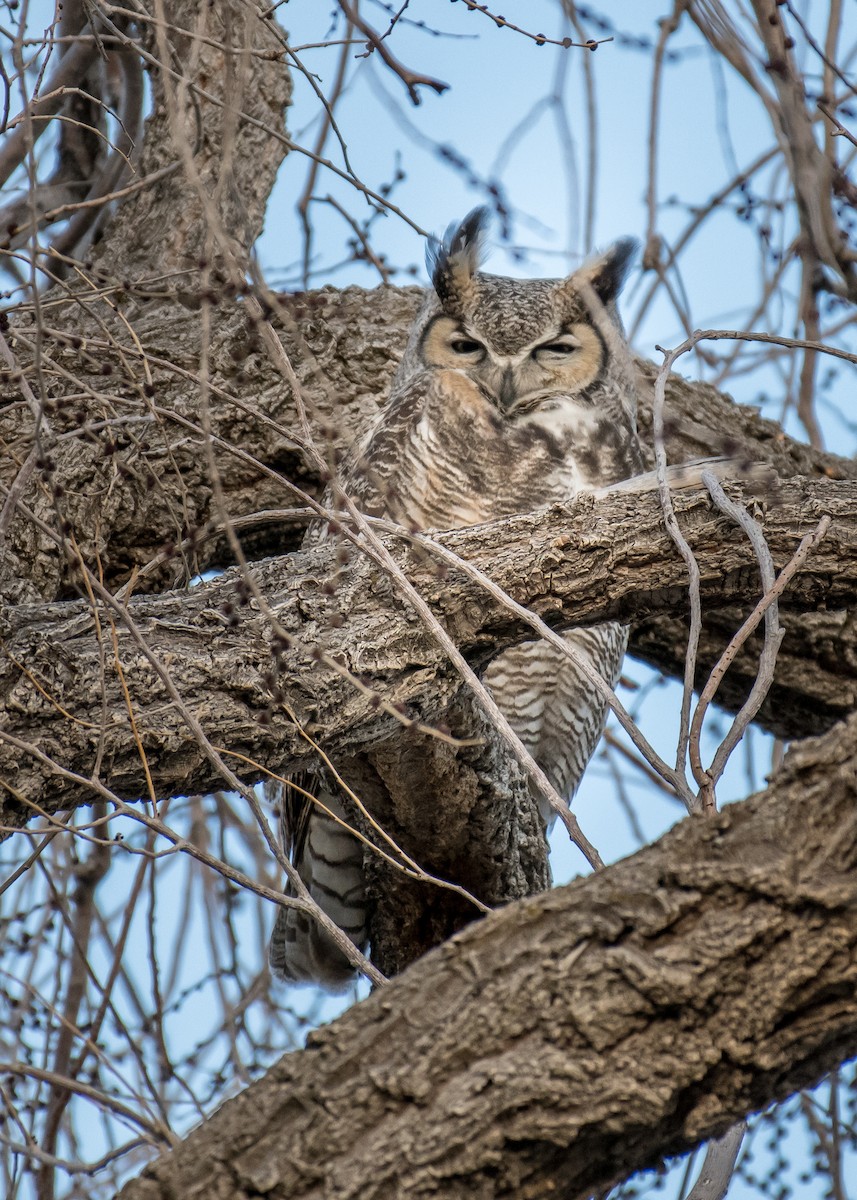 Great Horned Owl - ML642895843