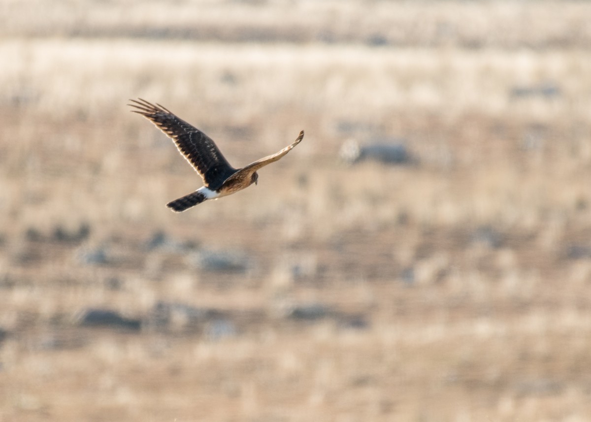 Northern Harrier - ML642895847