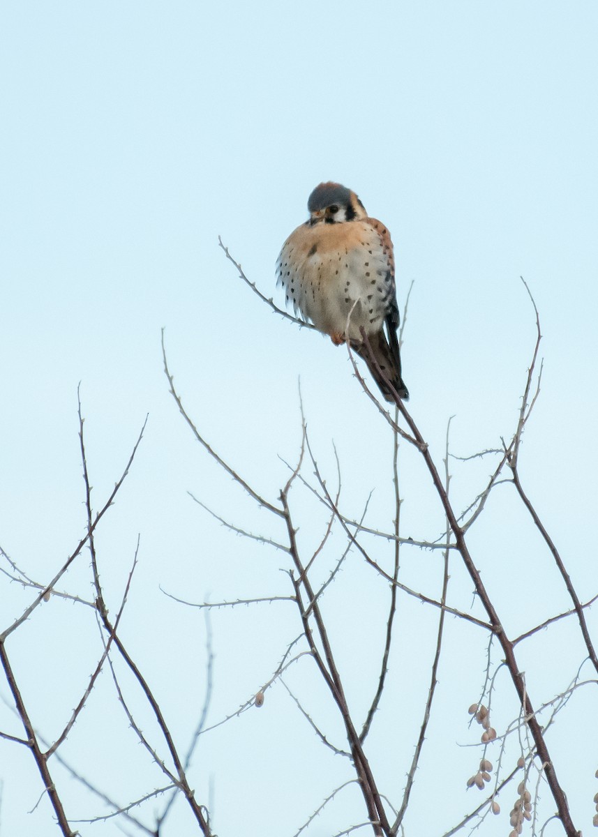 American Kestrel - ML642895850