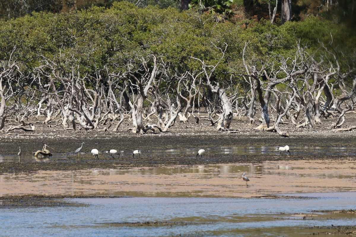 australibis - ML642895853