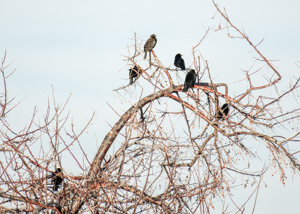 European Starling - ML642895854