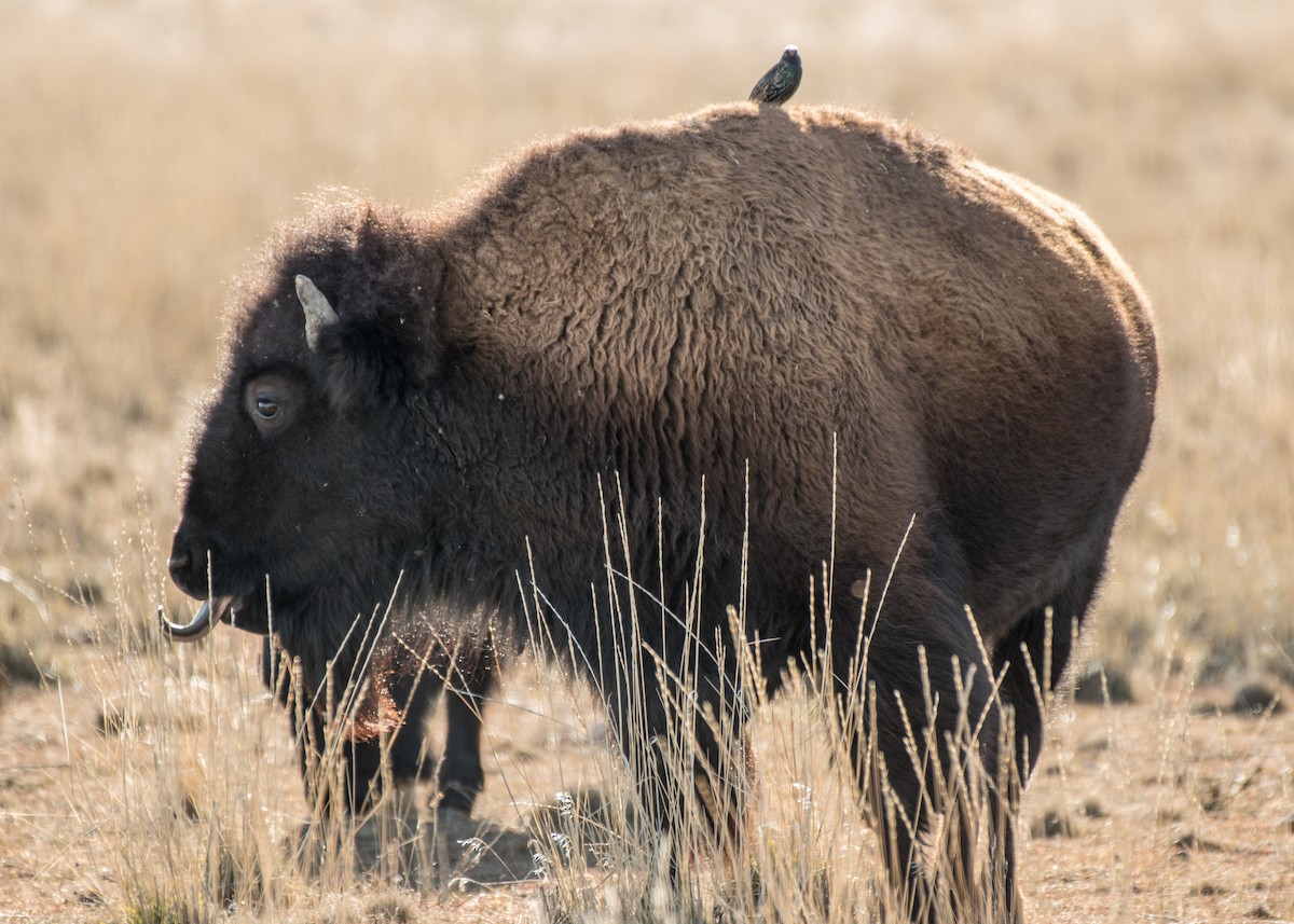 European Starling - ML642895855