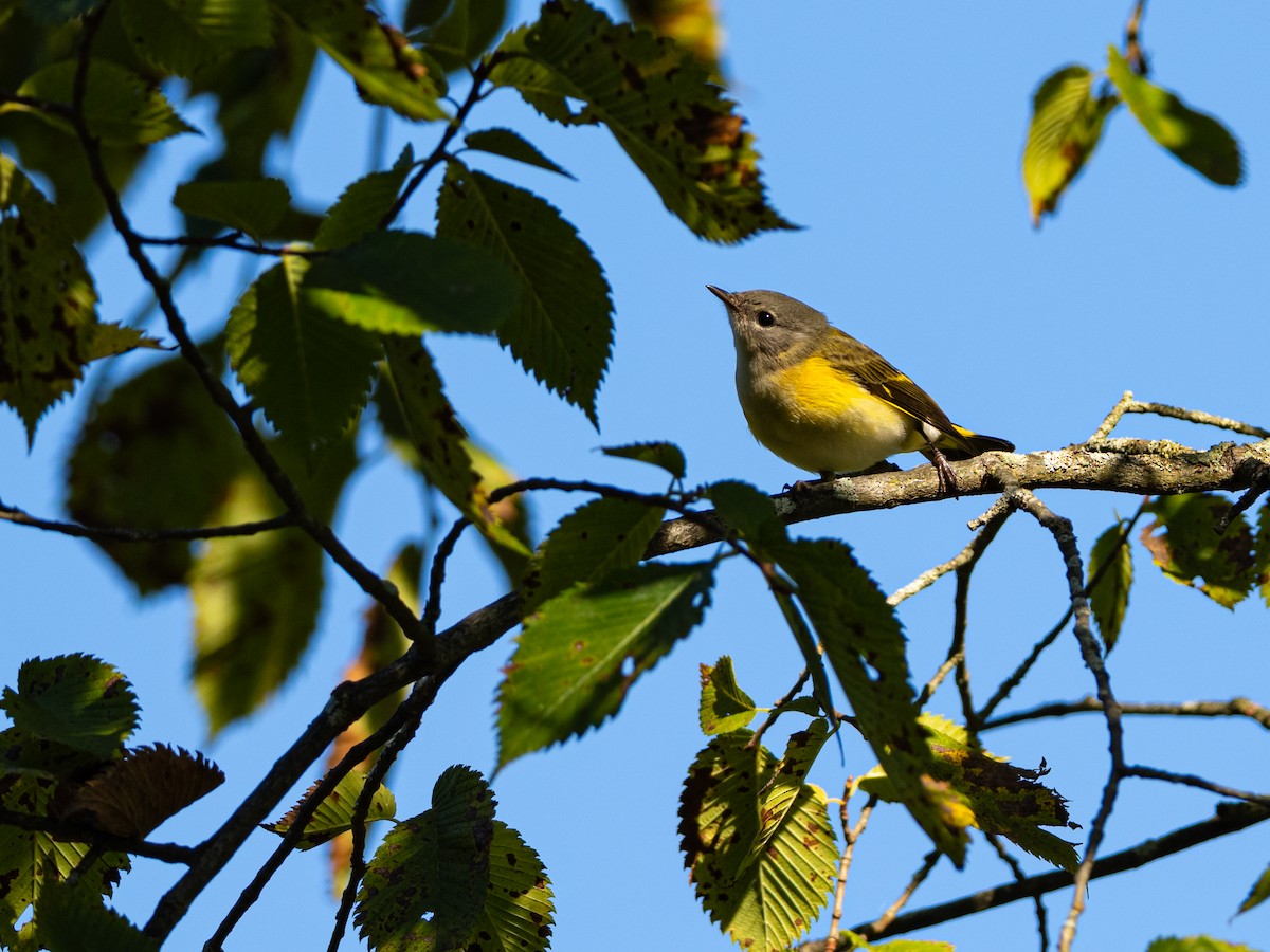 Rotschwanz-Waldsänger - ML642895856