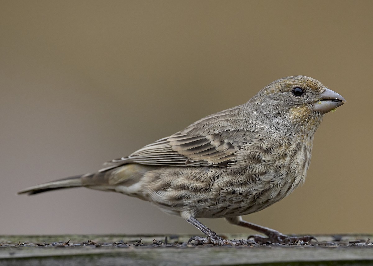 House Finch - ML642895858
