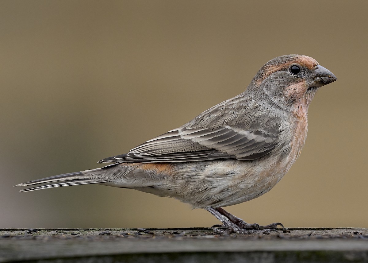 House Finch - ML642895860