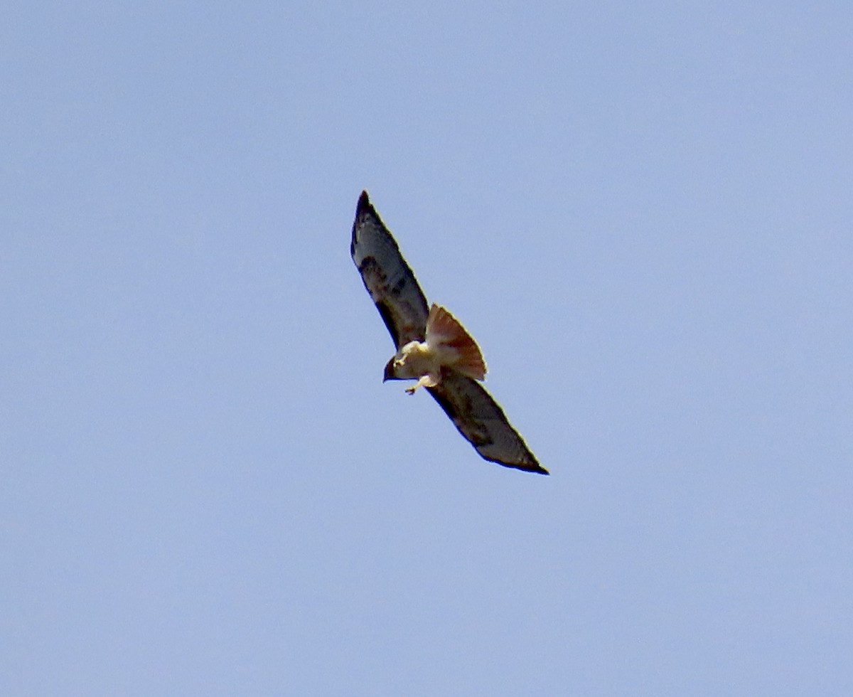 Poiana codarossa - ML642895863