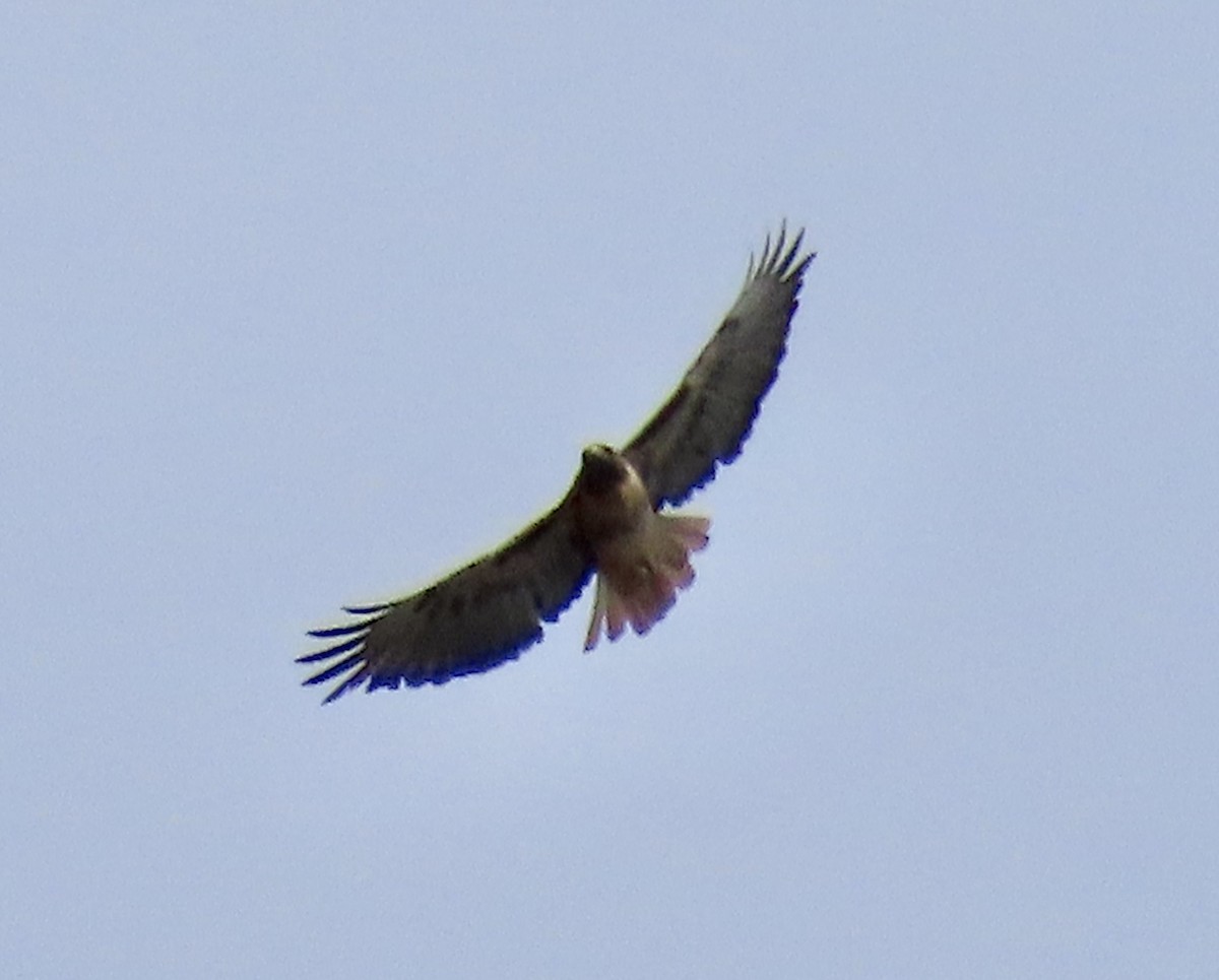 Poiana codarossa - ML642895864