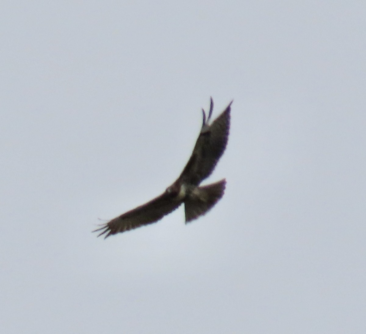 Poiana codarossa - ML642895870