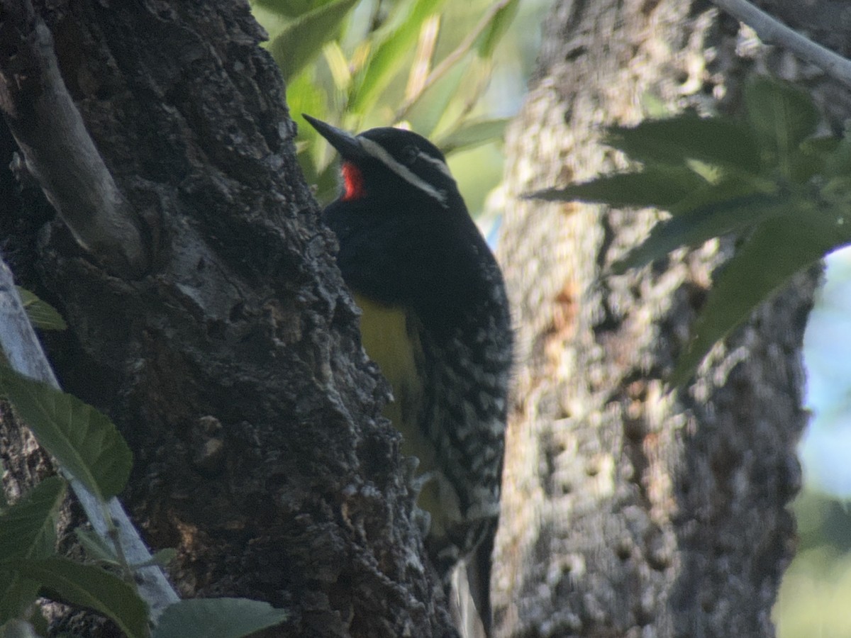 Williamson's Sapsucker - ML642895878