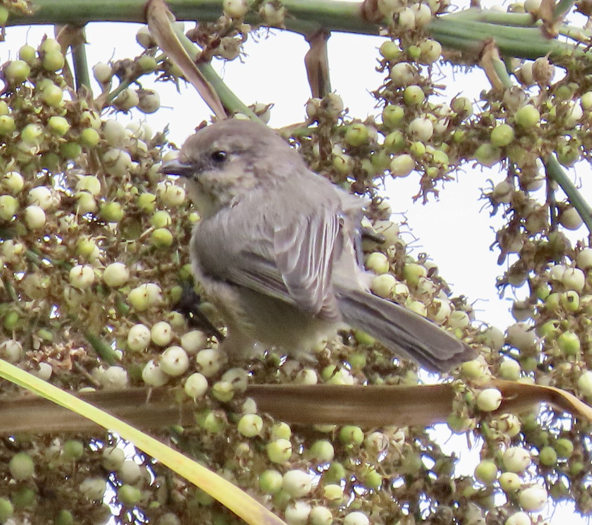 Bushtit - ML642895884