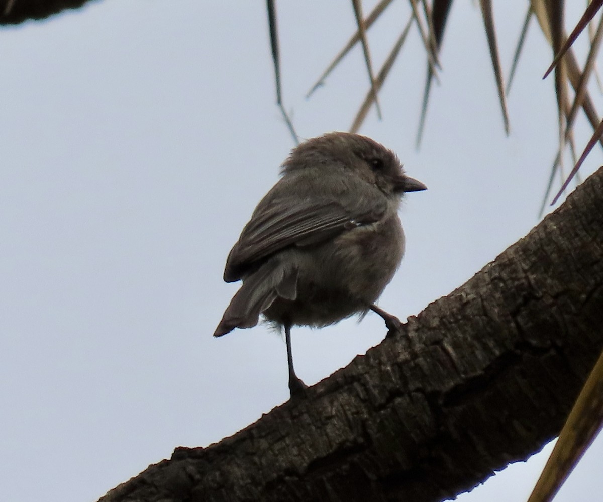 Bushtit - ML642895885