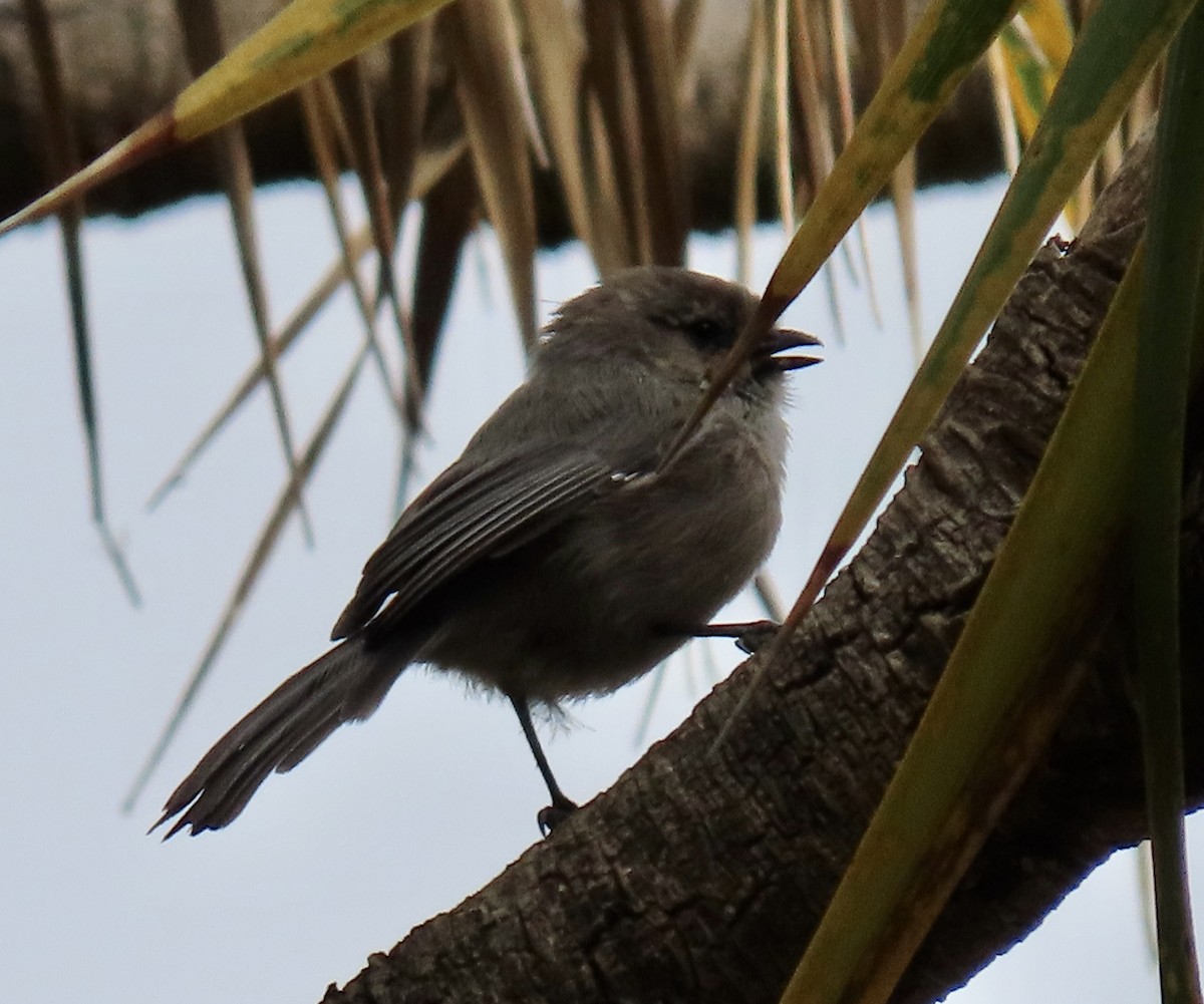 Bushtit - ML642895886