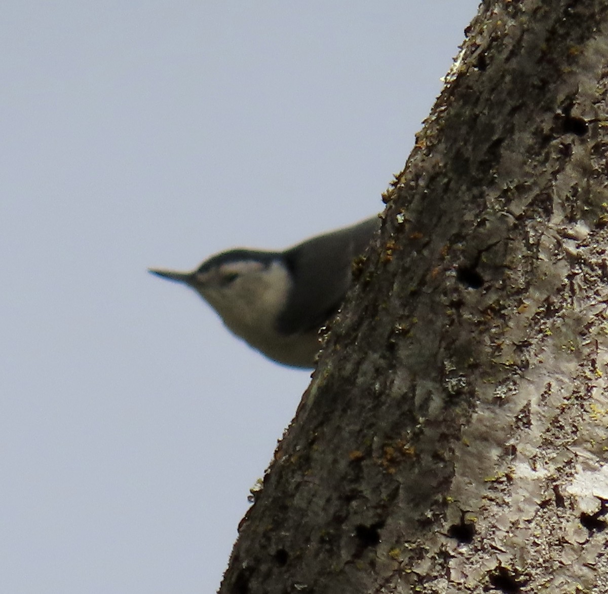White-breasted Nuthatch - ML642895890