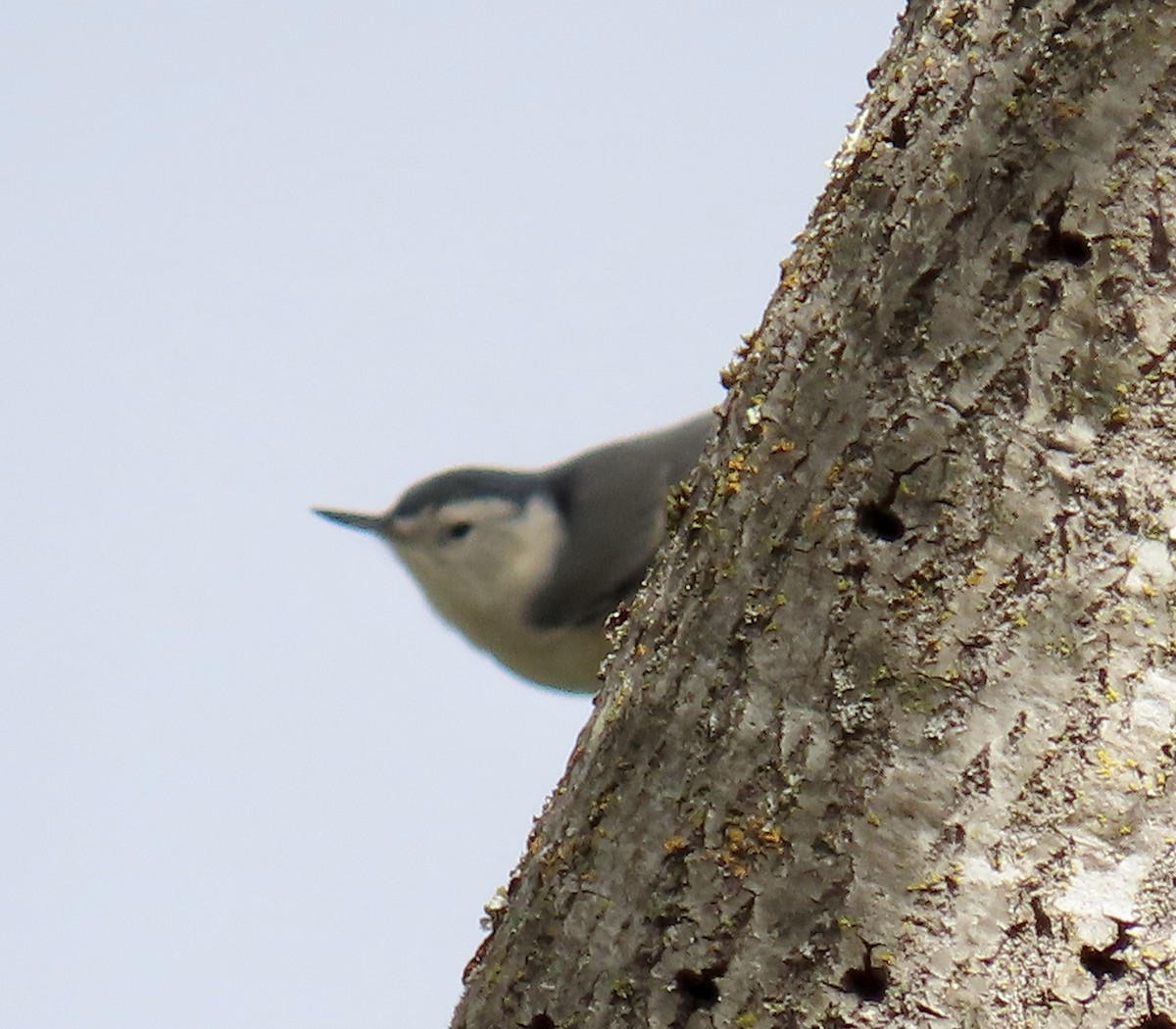 White-breasted Nuthatch - ML642895891