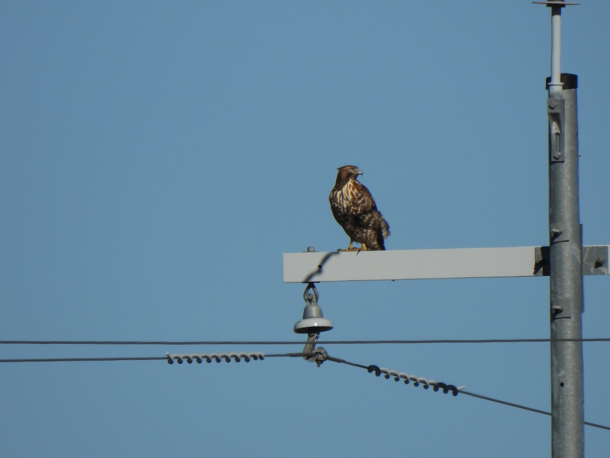 Red-tailed Hawk (calurus/alascensis) - ML642895897