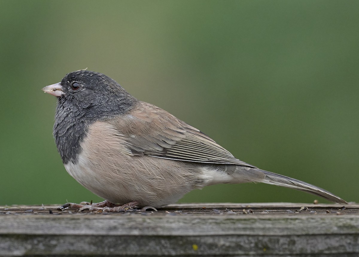 Dark-eyed Junco (Oregon) - ML642895910