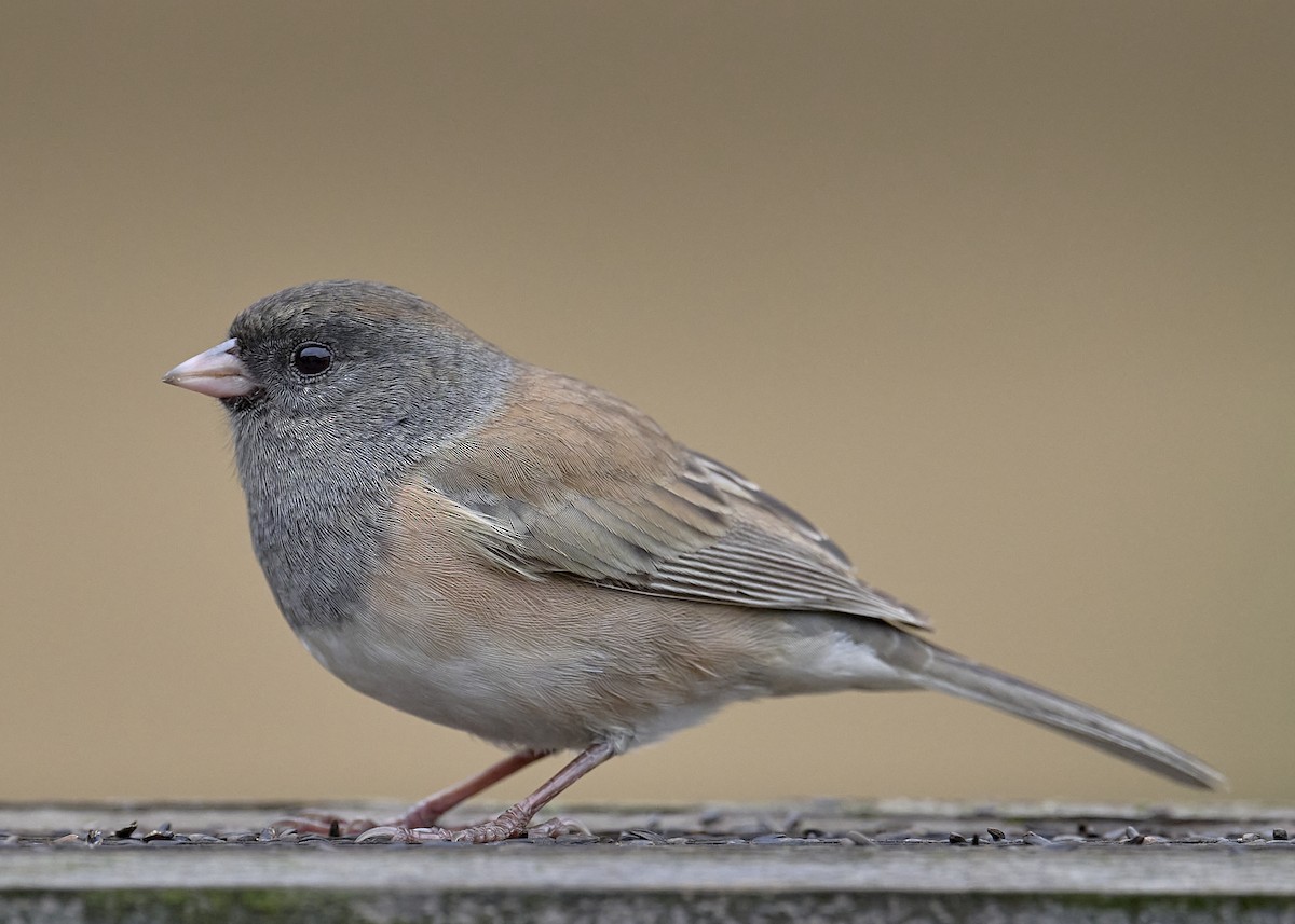 Dark-eyed Junco (Oregon) - ML642895911