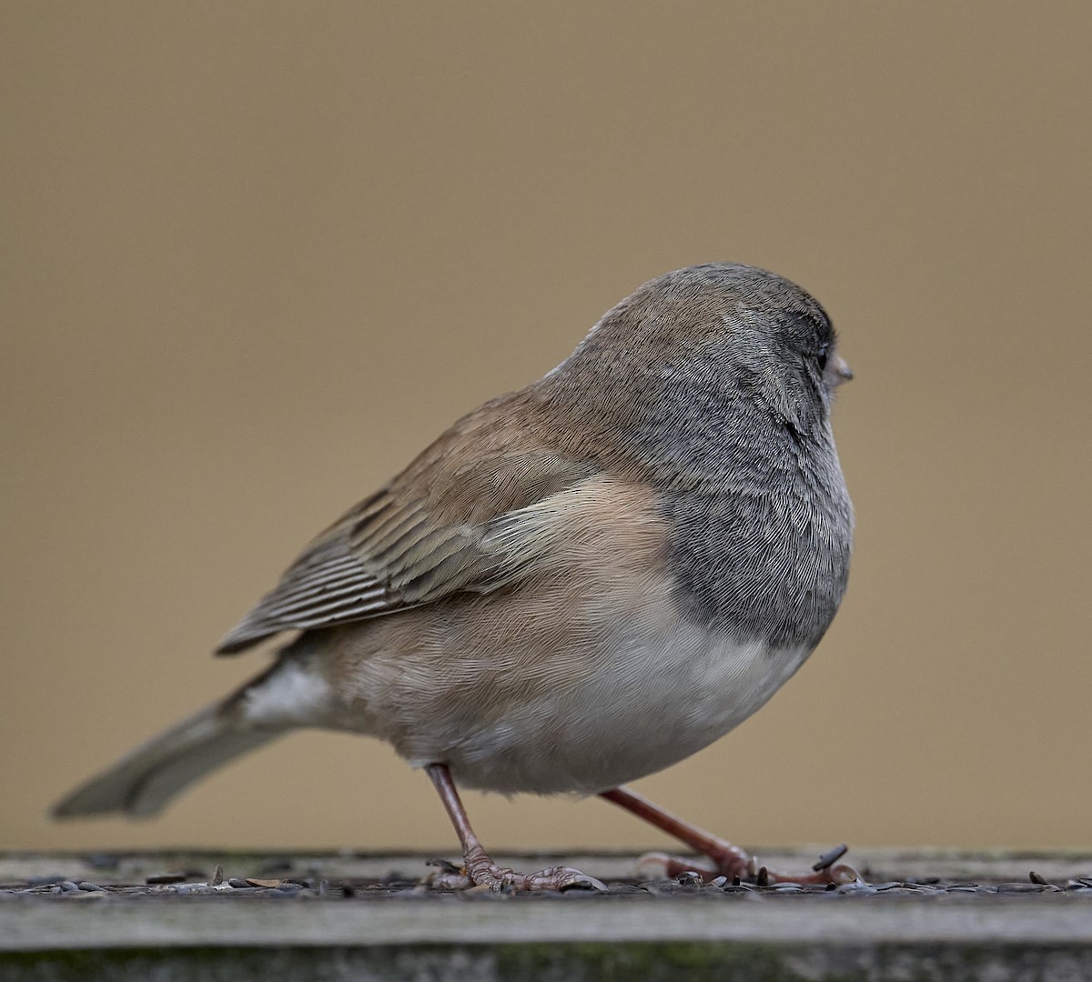 Dark-eyed Junco (Oregon) - ML642895913