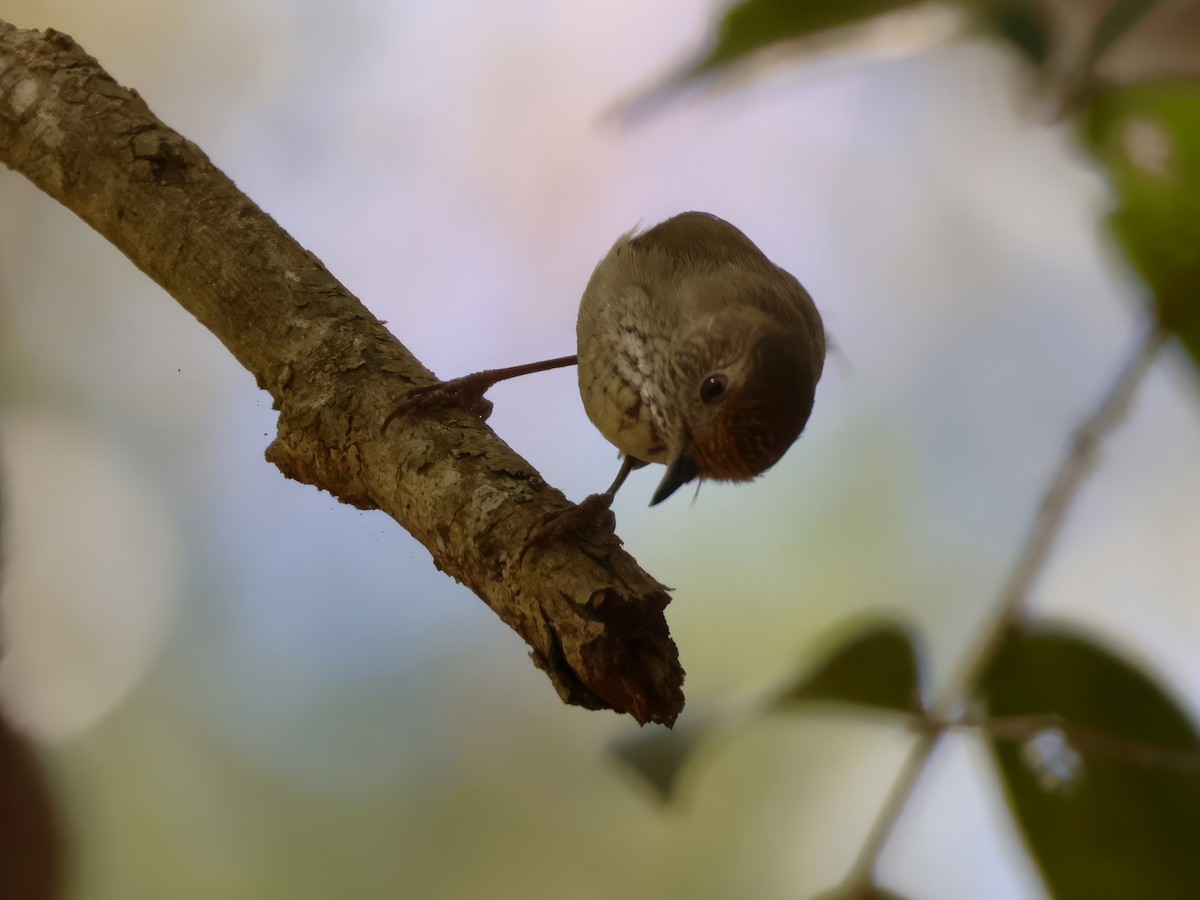 Brown Thornbill - ML642895914