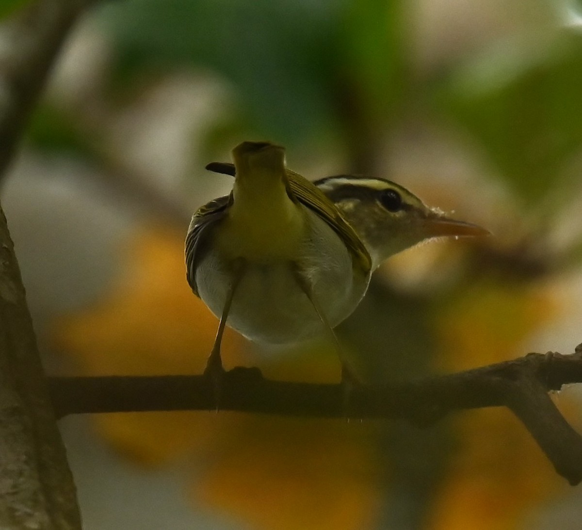 Eastern Crowned Warbler - ML642895918