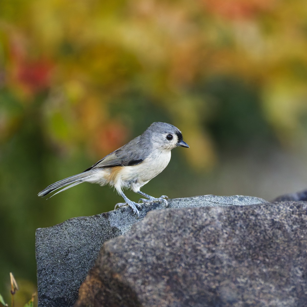 Mésange bicolore - ML642895927