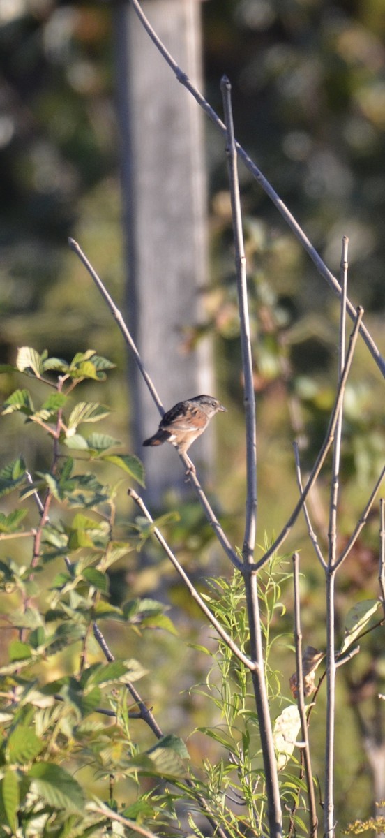 Swamp Sparrow - ML642895939