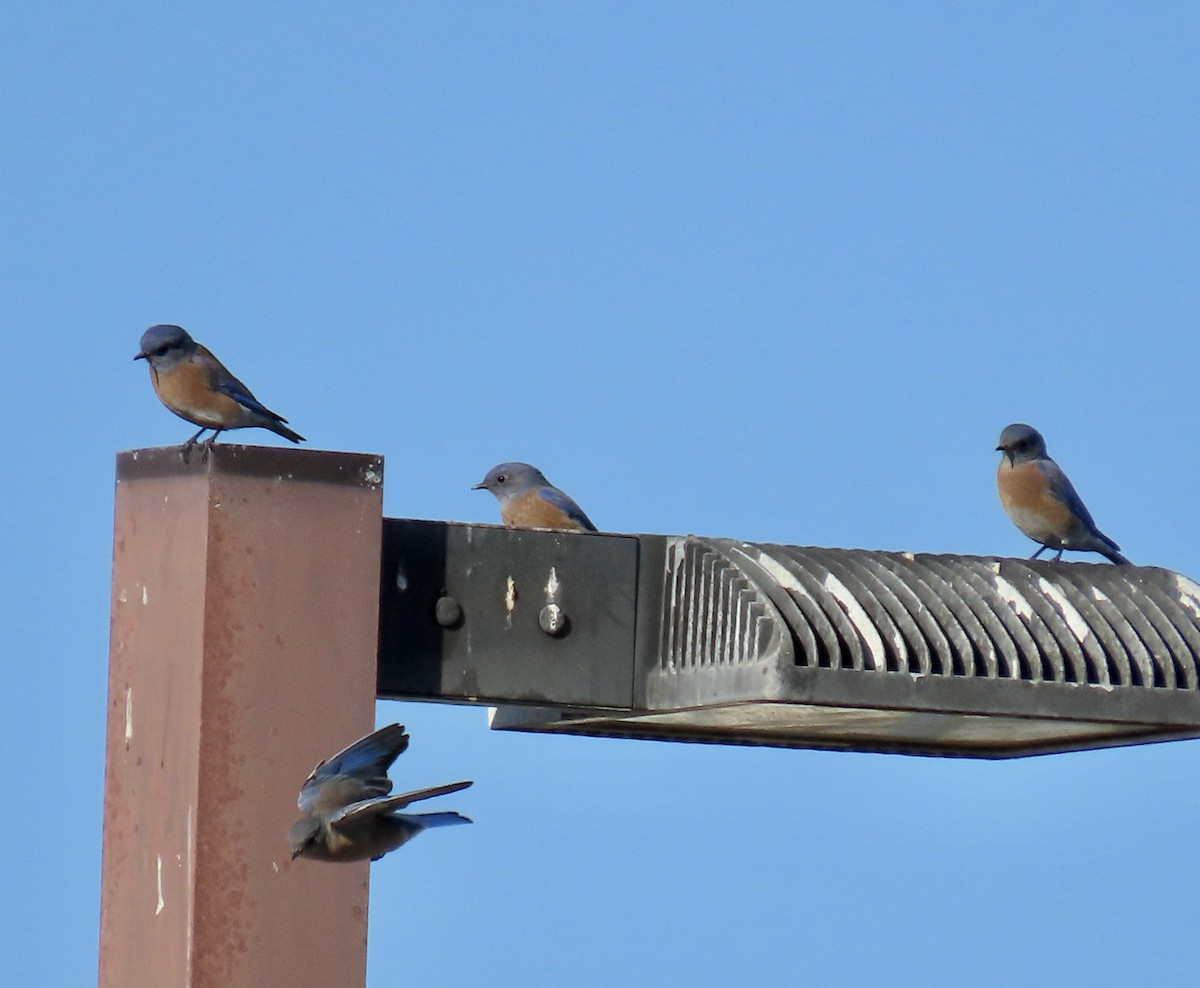Western Bluebird - ML642895941
