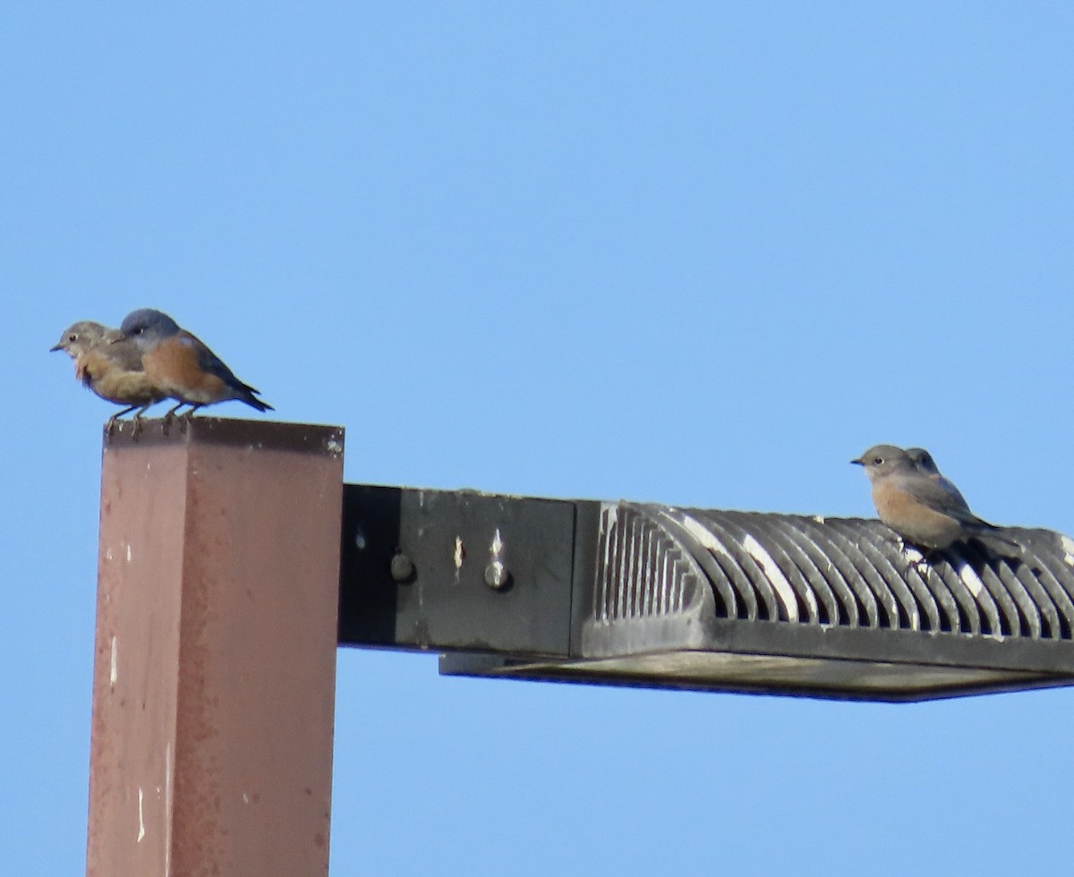 Western Bluebird - ML642895942