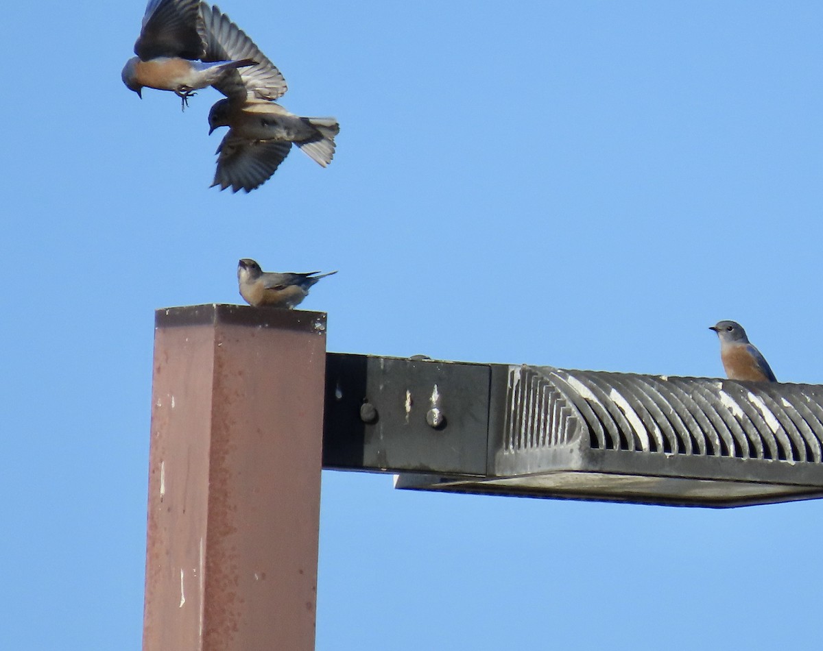 Western Bluebird - ML642895943