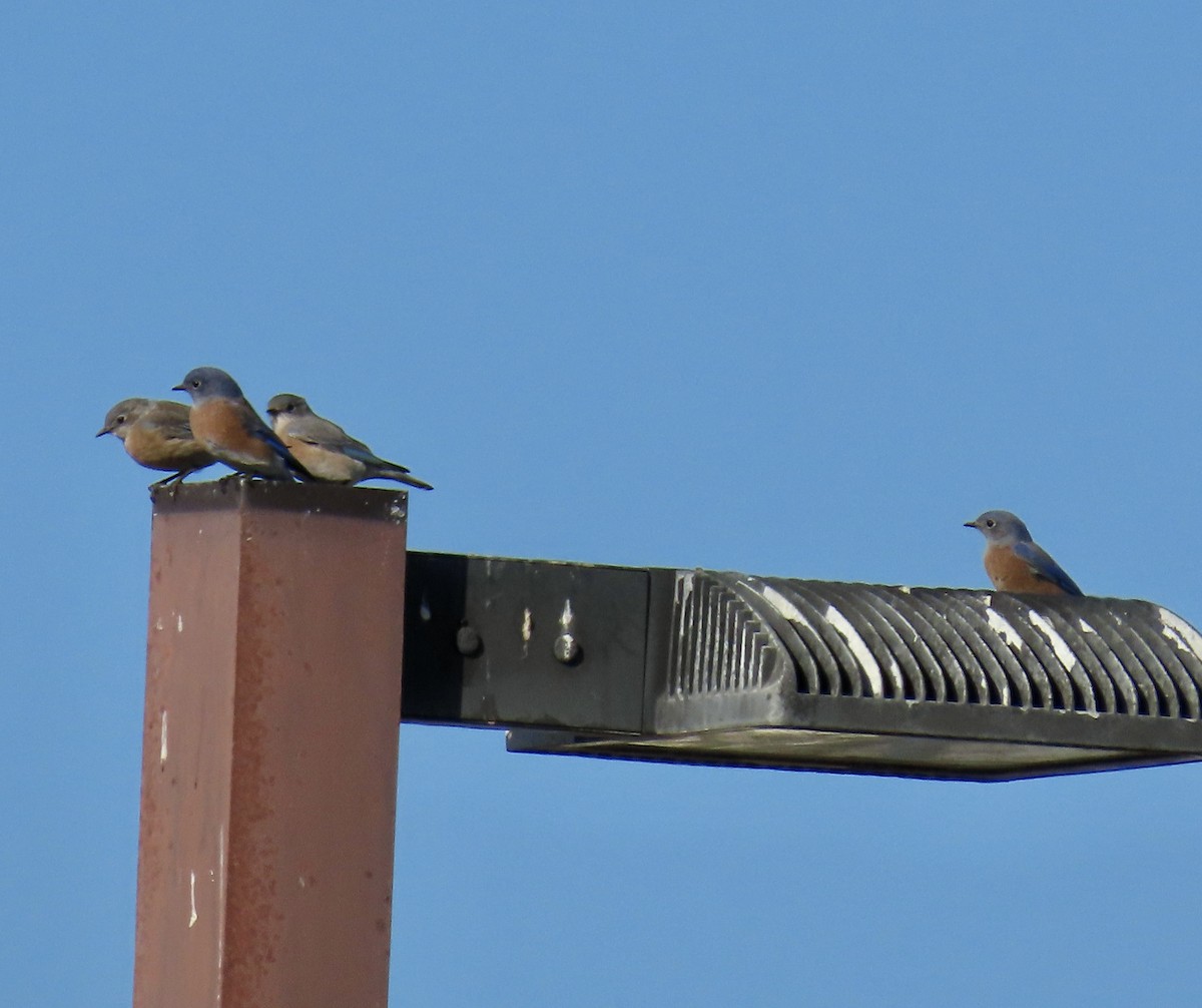 Western Bluebird - ML642895944