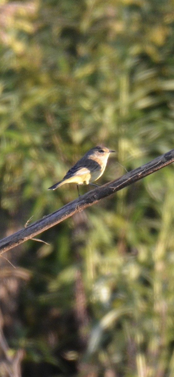 Palm Warbler - ML642895947