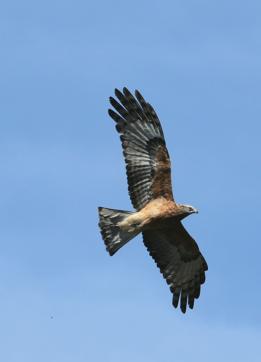 Square-tailed Kite - ML642895951
