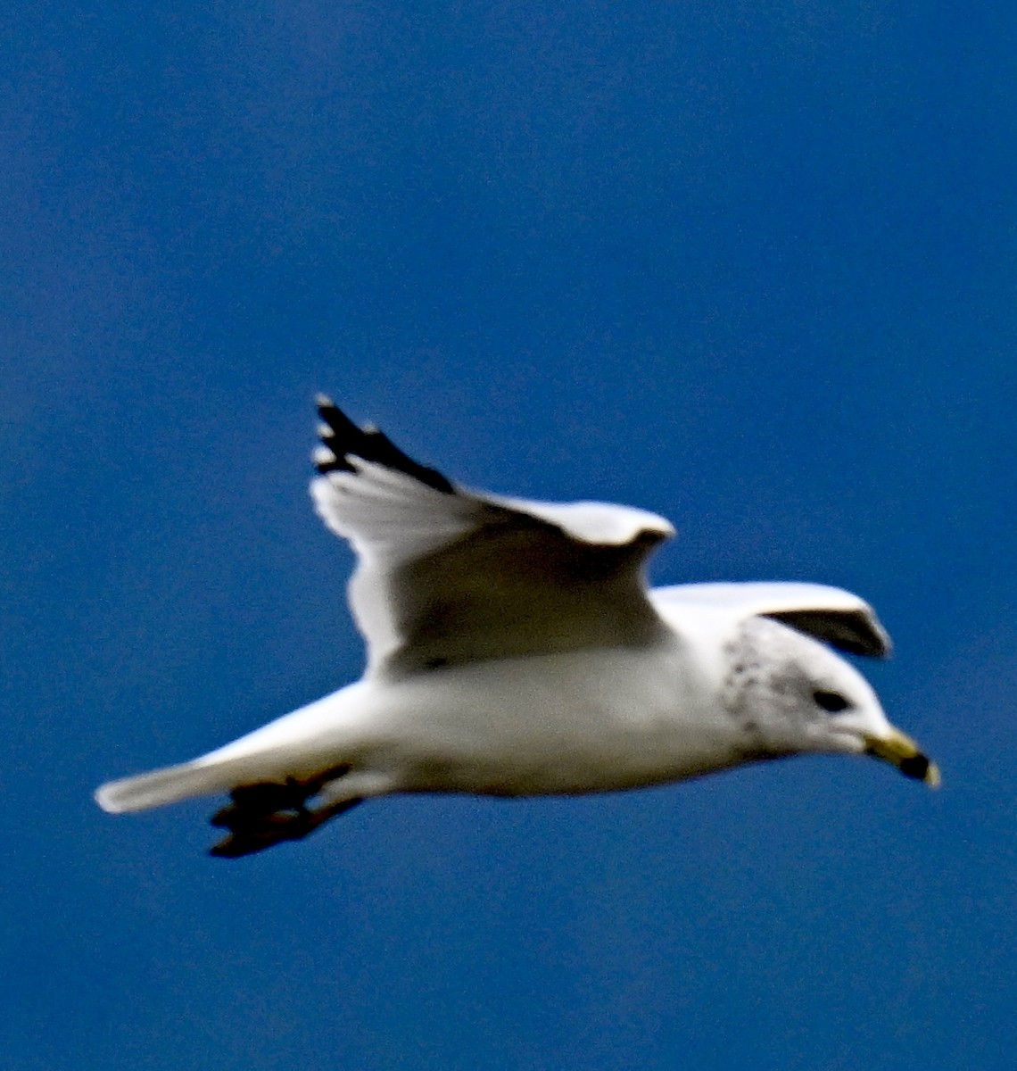 Ring-billed Gull - ML642895952