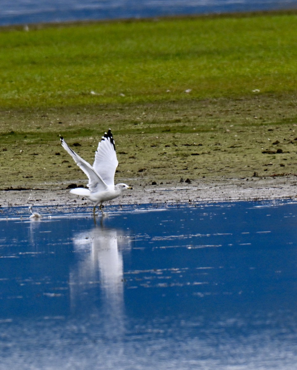 Ring-billed Gull - ML642895953