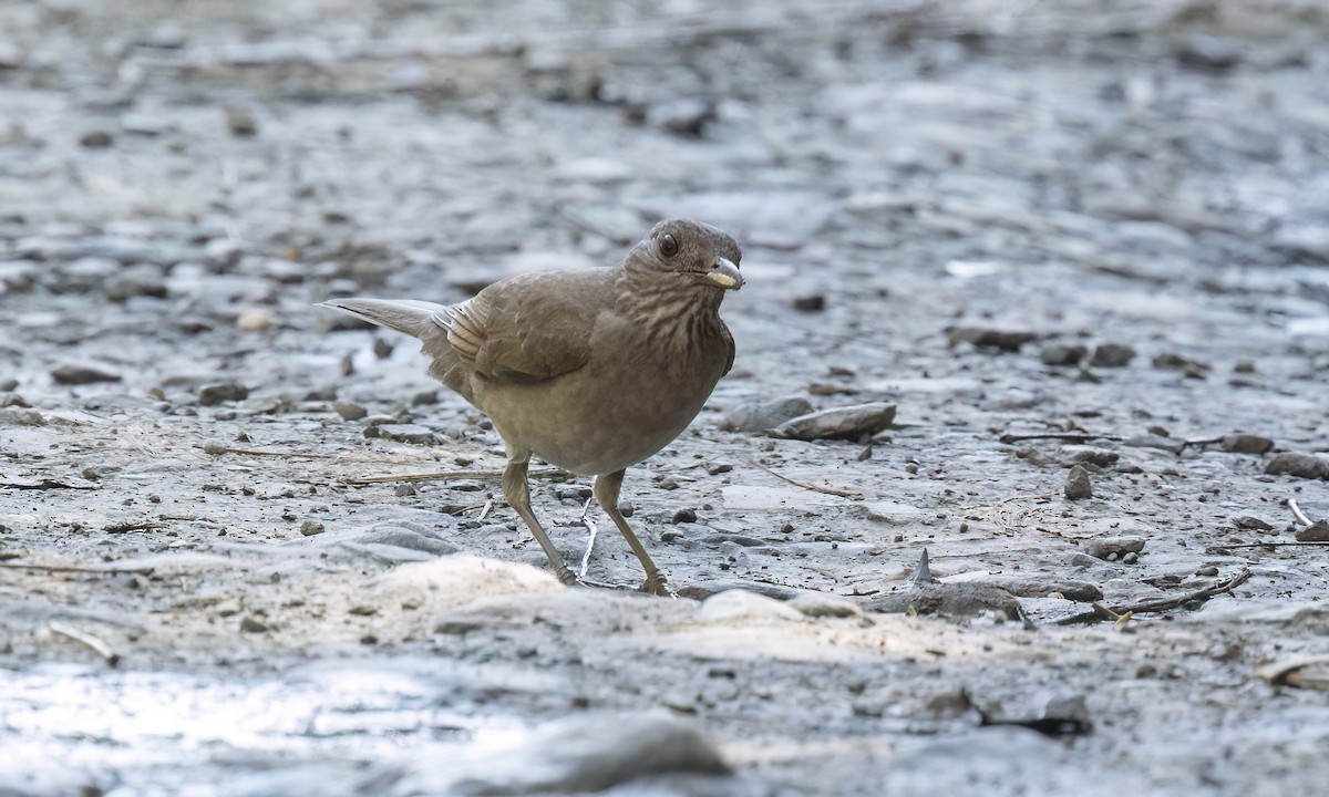 Pale-breasted Thrush - ML642895954